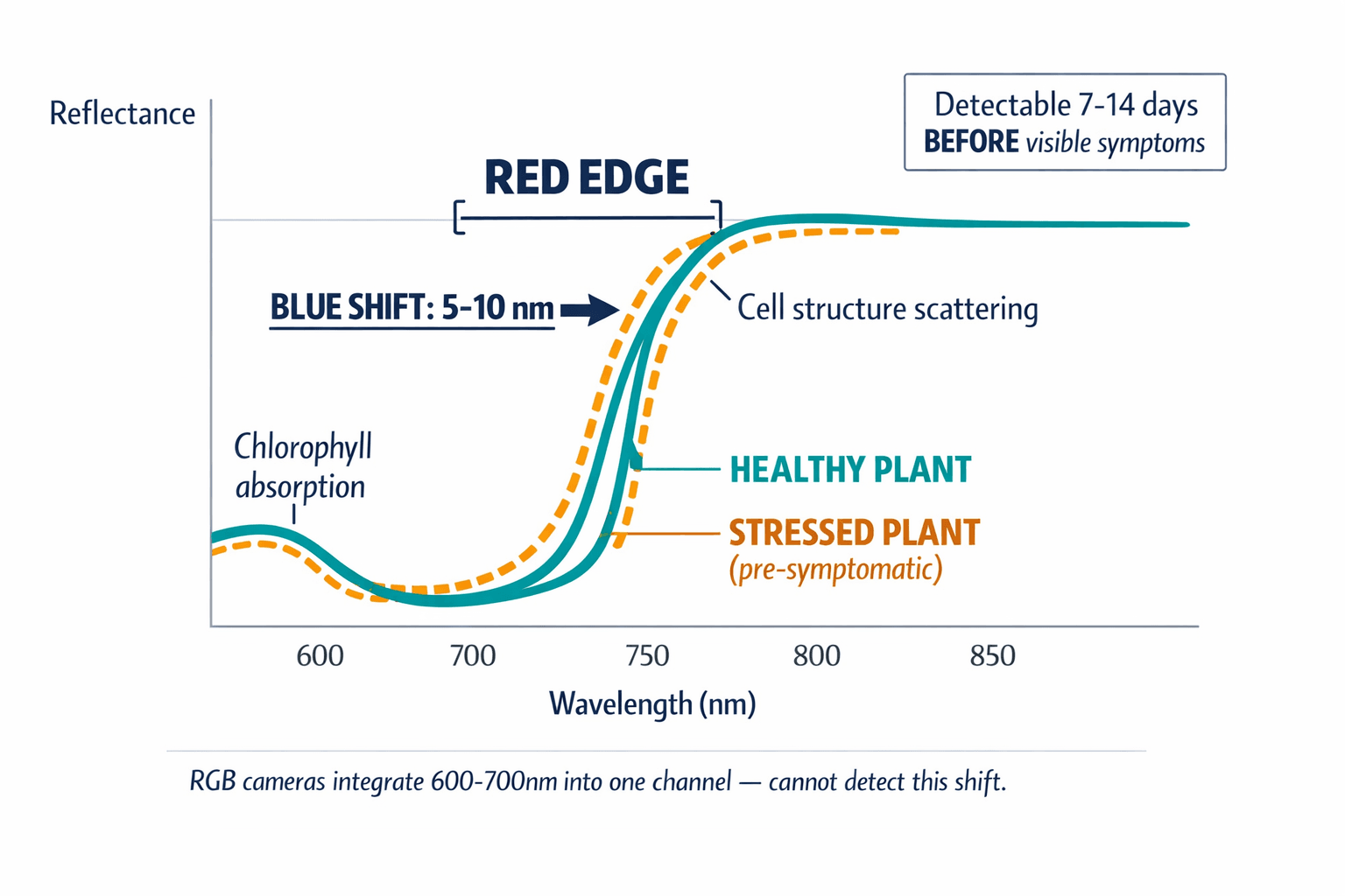 An annotated diagram of the Red Edge spectral curve showing how the Blue Shift works as an early stress indicator — the key scientific concept that drives the entire article's thesis.