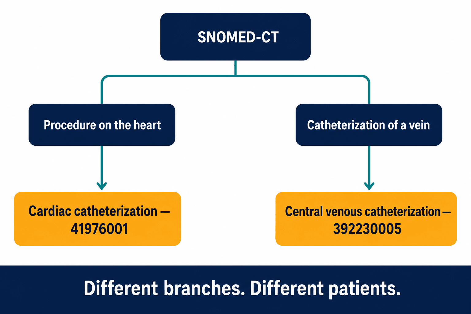 SNOMED-CT tree showing cardiac catheterization and central venous catheterization on two separate branches.